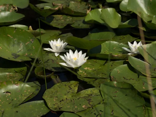 Grüne Blätter und weiße Blüten