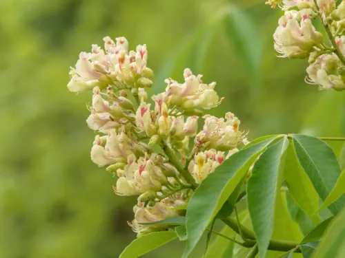 Blüten