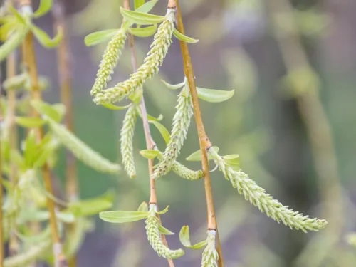 Blüten einer Weide (Kätzchen)