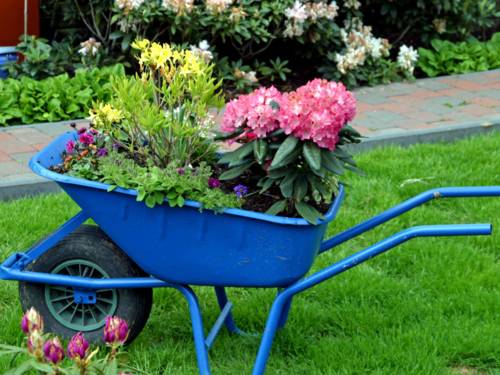 Verschiedene Blütenpflanzen stehen auf der Ladefläche einer blauen Schubkarre. Die Schubkarre ist entweder als Blumentopf umfunktioniert oder sie dient dem Transport der Pflanzen zum neuen Standort.