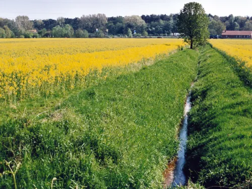 Rapsfelder mit Graben