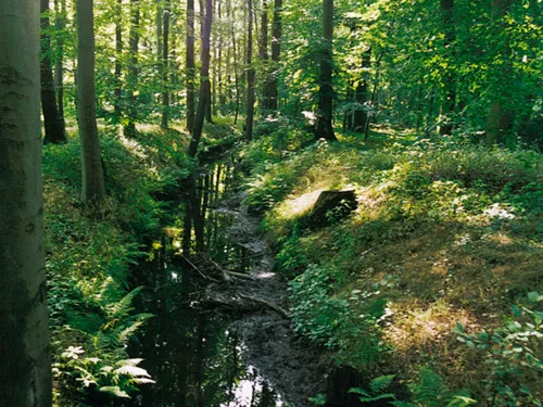 Ein schmaler Bach fließt durch einen grünen Wald. Sonnenlicht fällt durch die Blätter und spiegelt sich im Wasser.