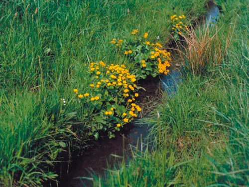Gelde Wiesenblumen an einem schmalen Flüsschen