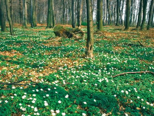 Waldboden mit weissen Blüten 