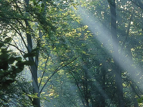 Sonnenlicht, dass durch die Blätter in einem Laubwald fällt