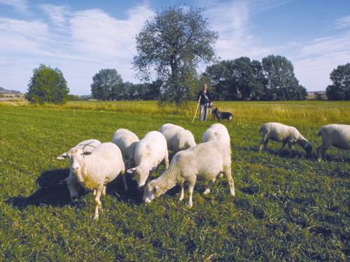 Schafe, im Hintergrund der Schäfer