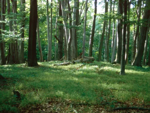 Grasboden im lichten Laubwald