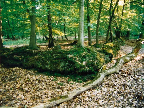 Mit Moos überwucherter Wall in einem Laubwald