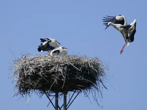 Storch im Anflug auf seinen Horst