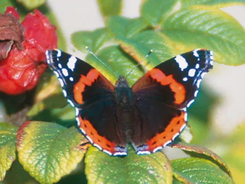 Schmetterling