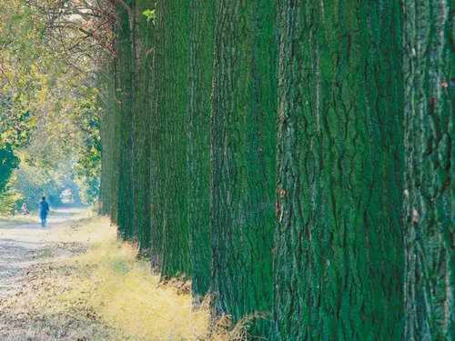 Die Stämme einer Reihe von großen Bäumen, links davon ein Weg mit Spaziergängern