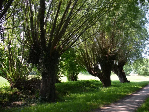 Kopfweiden am Weg