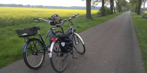 Zwei Fahrräder auf einem gepflasterten Weg. Bäume stehen rechts und links davon und auf der linken Seite ist außerdem ein großes Rapsfeld zu sehen.