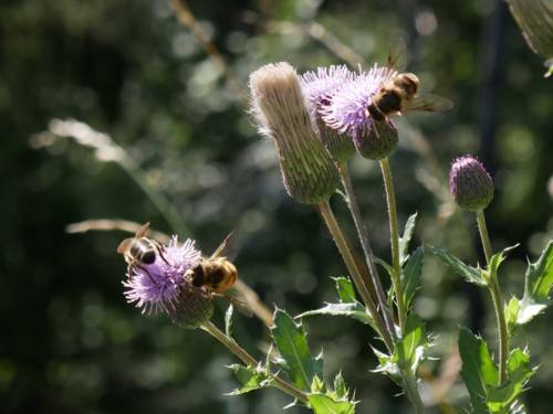 Drei Hummeln auf zwei liafarbenen Blüten