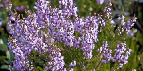 Blüten