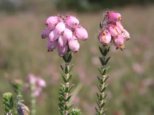 Blüten