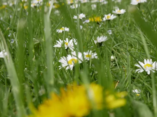 Gras, weisse Blütenköpfe mit gelbem Stempel, im Vordergrund eine gelbe Blüte