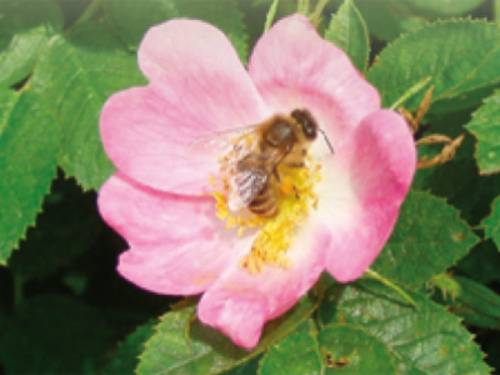 Blüte einer Hunds-Rose mit honigsammelnder Biene