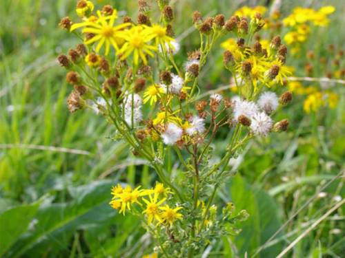 Blüten und Samen