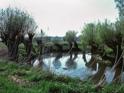 Kopfweiden an der Alten Leineaue