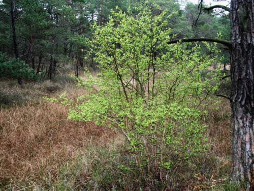 Ein hochgewachsener Busch einer Kulturheidelbeere steht in einer kargen Moorlandschaft mit Nadelbäumen und krautigen Gräsern.