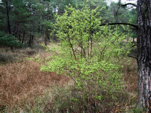 Ein hochgewachsener Busch einer Kulturheidelbeere steht in einer kargen Moorlandschaft mit Nadelb&auml;umen und krautigen Gr&auml;sern.