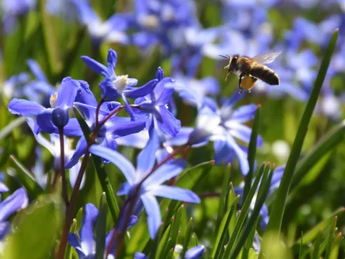 Scilla Blüten mit Pollen sammelnder Biene
