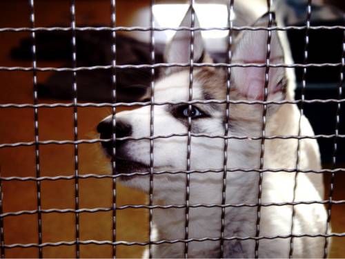 Ein weißer Hund mit spitzen Ohren und blauen Augen hinter einem Gitter.