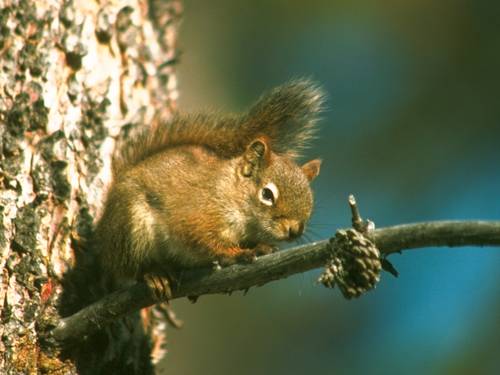 Ein Eichhörnchen auf einem dünnen Ast