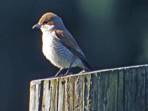 Vogel am Baumstamm