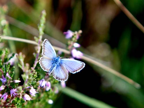 Ein blauer Schmetterling im Flug mit vollkommen ausgeklappten Flügeln. Unter ihm sind Blüten und verschwommene Grashalme zu erkennen.