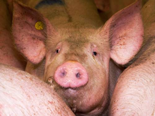 Ein Schwein blickt in die Kamera, es steht zwischen weiteren Schweinen. Im rechten Ohr trägt es eine gelbe Marke.