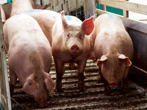 Drei Schweine stehen auf einer Rampe aus gewelltem Profilblech. Die beiden &auml;u&szlig;eren Tiere schauen nach unten, das mittlere Schwein blickt in die Kamera.