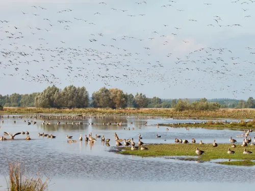 Graugänse und andere Zugvögel schwimmen auf einer Wasserfläche, laufen an Land oder fliegen in der Luft.