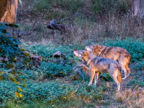 Zwei Wölfe stehen nebeneinander und blicken in einen Wald.