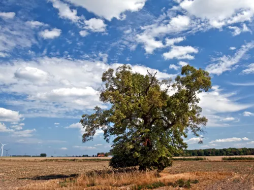 Laubbaum auf freiem Feld. Es ist sonniges Wetter und Schäfchenwolken sind am Himmel.