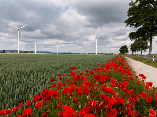Mohnblumen am Getreidefeldrand und Windräder vor einem von dunklen Wolken verhangenen Himmel 