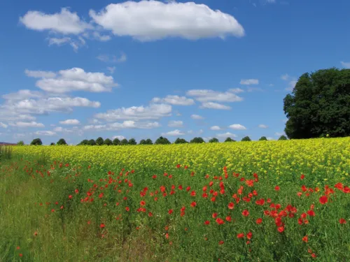 Rapsfeld mit Knickbewachsung aus Klatschmohn an einem sonnigen Tag