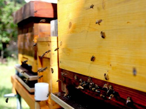Bienen, die durch ein Loch in einem Holzkasten krabbeln bzw. auf dieses Loch zu fliegen