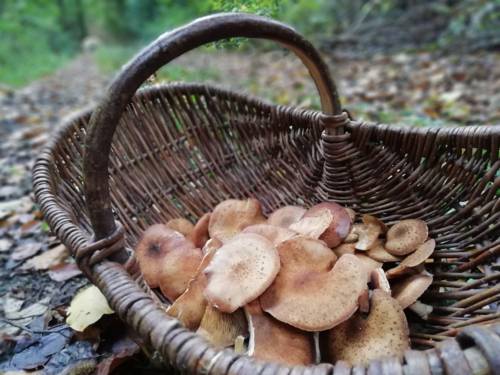 Pilze in einem Korb mitten im Wald