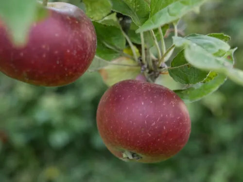 Zwei reife Äpfel am Baum
