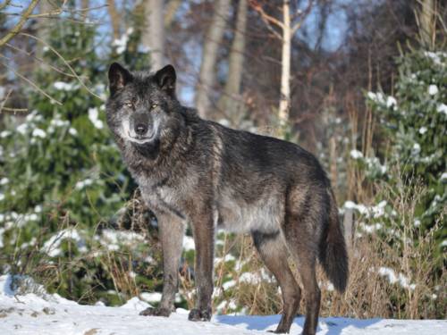 Wolf im Winterzoo