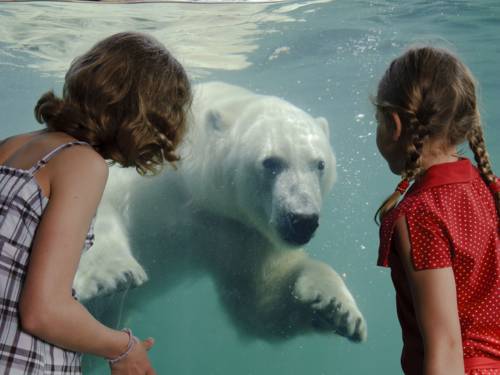 Zwei Mädchen vor einem Becken mit einem Eisbären.