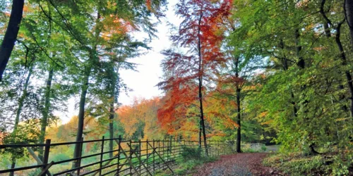 Wanderweg im Herbst