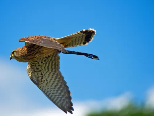 Turmfalke