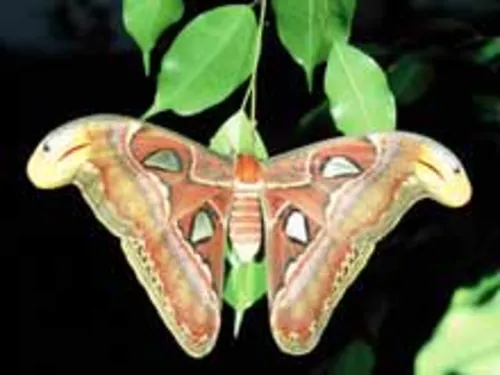 schmetterling
