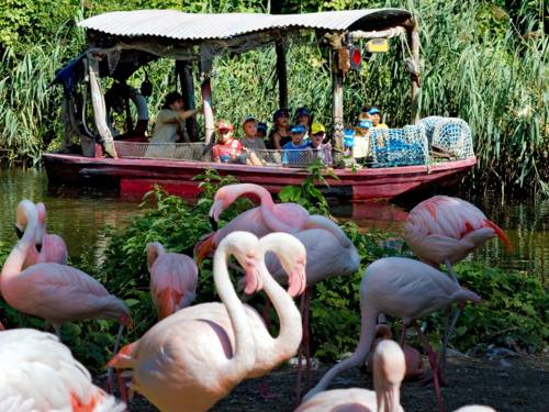 Flamingos in Erlebnis-Zoo