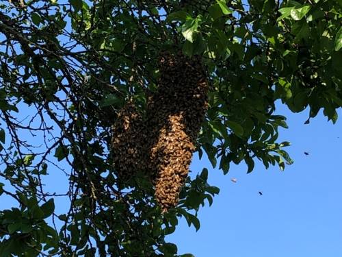 Bienenstock an einem Baum. 