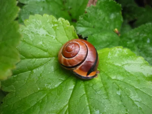 Gehäuseschnecke auf einem grünen Blatt, die sich in ihr Gehäuse zurückgezogen hat.
