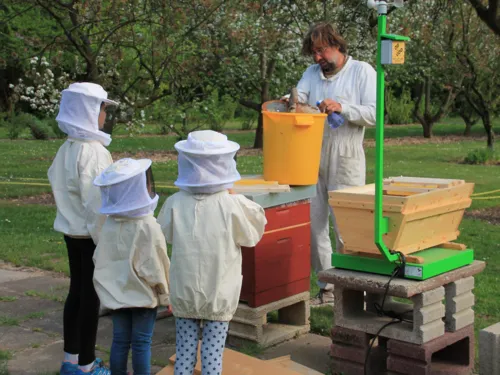 Drei Kinder mit Imkerhelm, die einen Mann an einem Bienenstock beobachten.